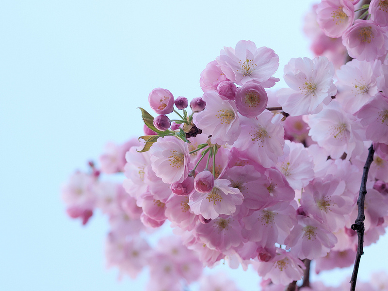 The Most Exquisite Cherry Blossom Pictures - GraphicsBeam