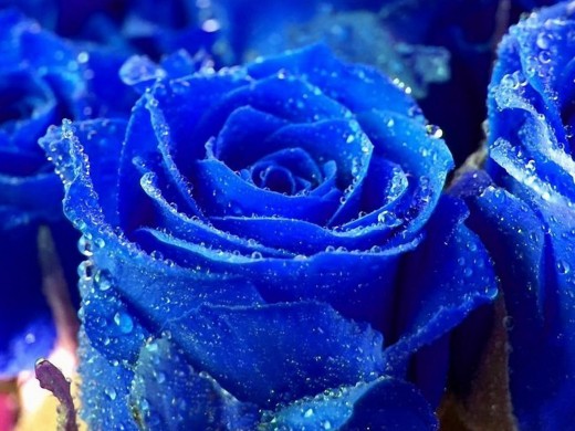 [عکس: Blue-Rose-Flower-HD-Wallpaper-520x390.jpg]